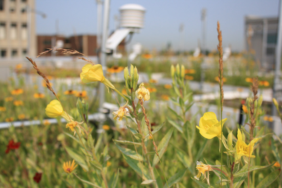 屋頂綠化創(chuàng)新測試(GRIT)實(shí)驗(yàn)室