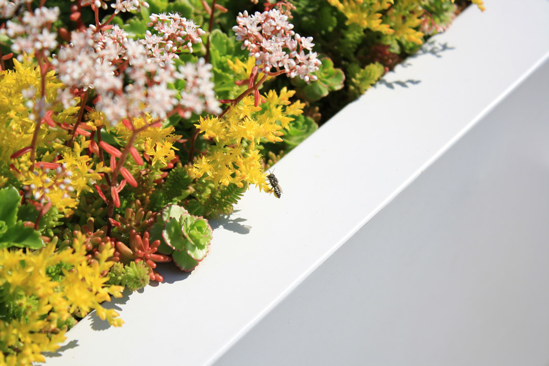 屋頂綠化創新測試(GRIT)實驗室