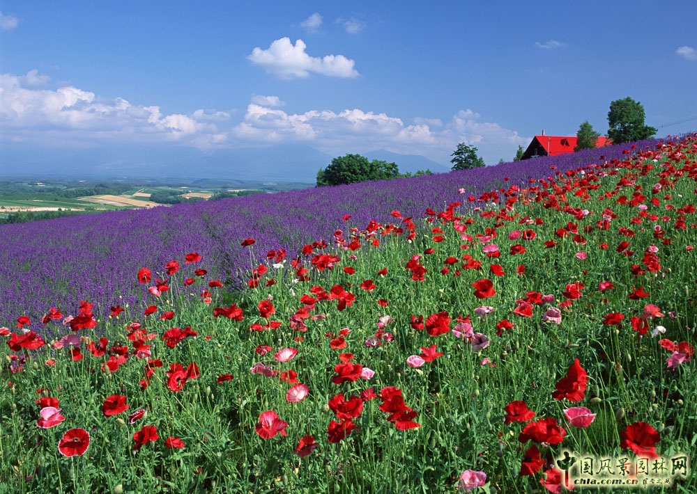 應(yīng)季花材是主角