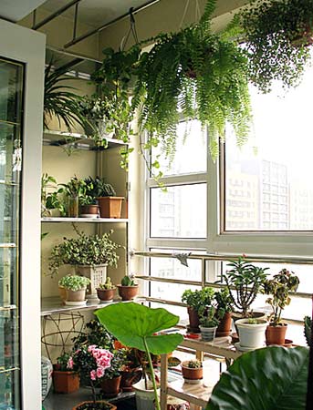 向陽而生的草木 帶你享受陽臺花園燦爛時(shí)光