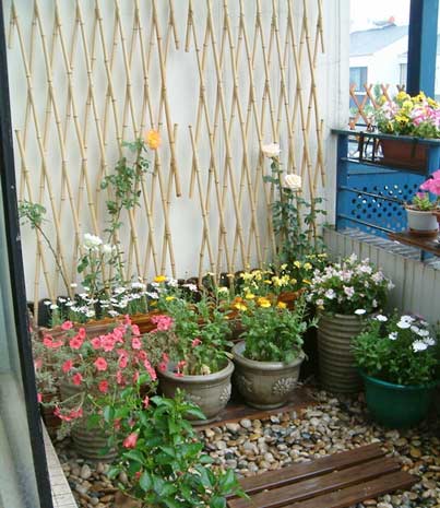 向陽而生的草木 帶你享受陽臺花園燦爛時(shí)光