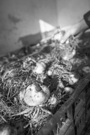 荷蘭百合漂洋過海扎根長春勝利公園