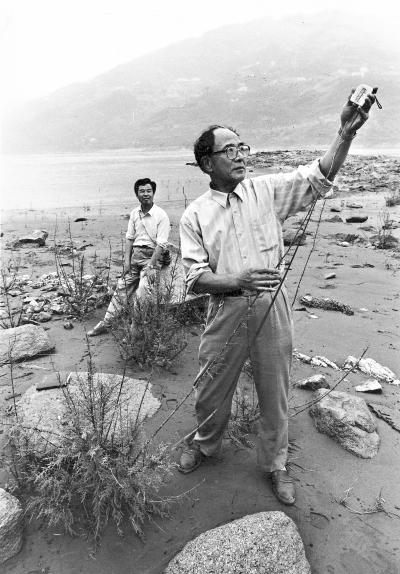 三峽珍稀植物豐都車前 遷漢十年呈退化跡象