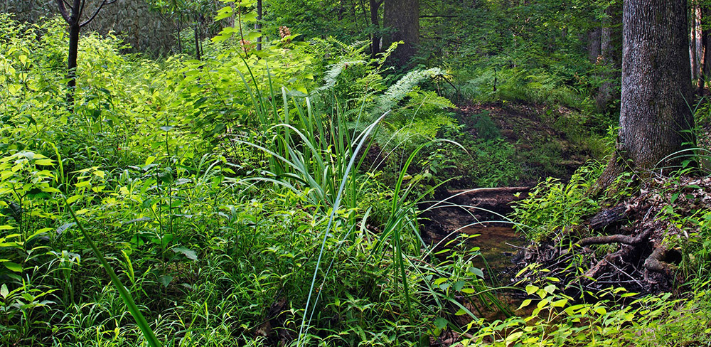 雨水花園設(shè)計(jì)