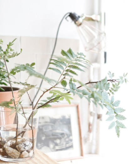 今冬室內裝飾 必須給房間加點觀葉綠色植物!