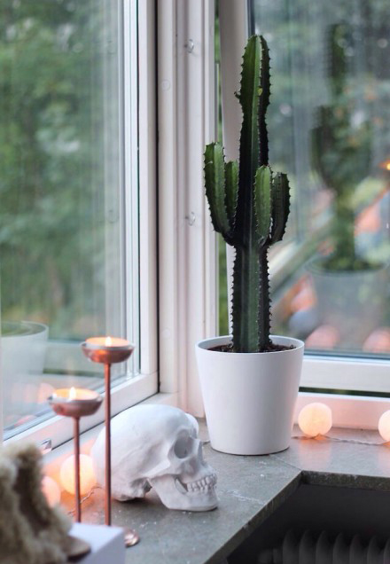 今冬室內裝飾 必須給房間加點觀葉綠色植物！