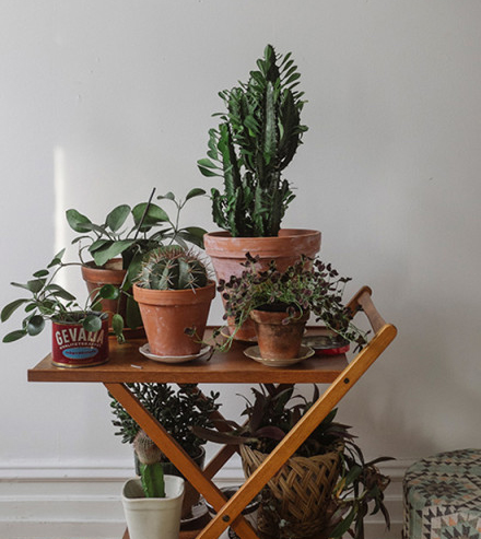 今年冬天的室內裝飾 必須給房間加點觀葉綠色植物!