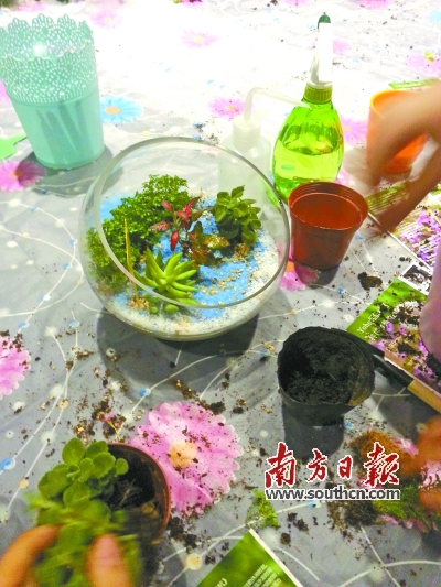 微景觀 多肉植物 園藝師 生態(tài)瓶