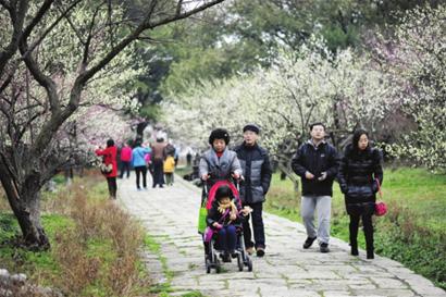 梅花玉蘭櫻花郁金香綻放 申城早春花卉花期提前