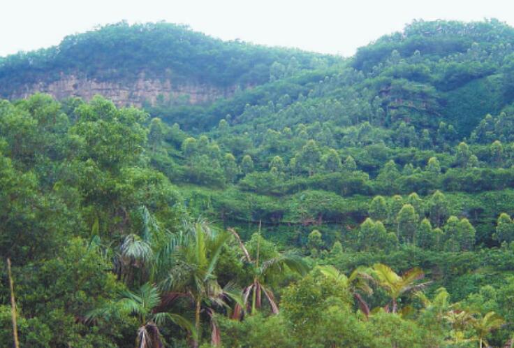 深圳：持續開展水土保持 邁向城市生態新階段