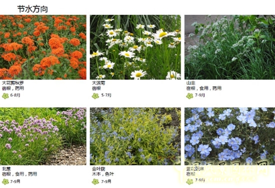 郭建梅:節水園林——蒙草遇上節水的時代