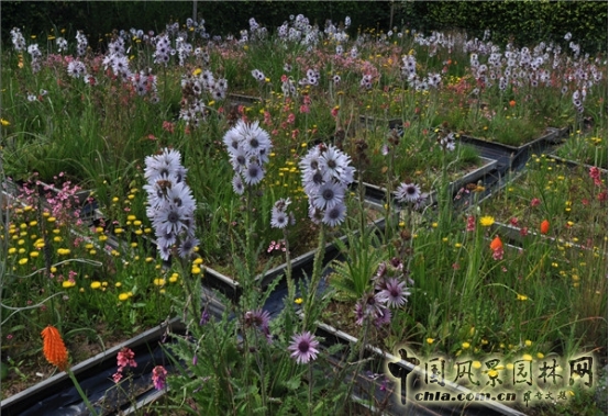 James Hitehmough：發(fā)展可持續(xù)城市的植物群落