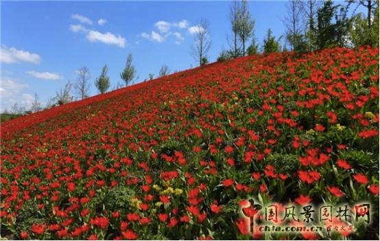 James Hitehmough：發展可持續城市的植物群落