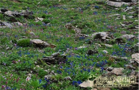 James Hitehmough:發展可持續城市的植物群落