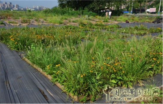 James Hitehmough：發展可持續城市的植物群落