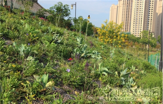 James Hitehmough：發(fā)展可持續(xù)城市的植物群落