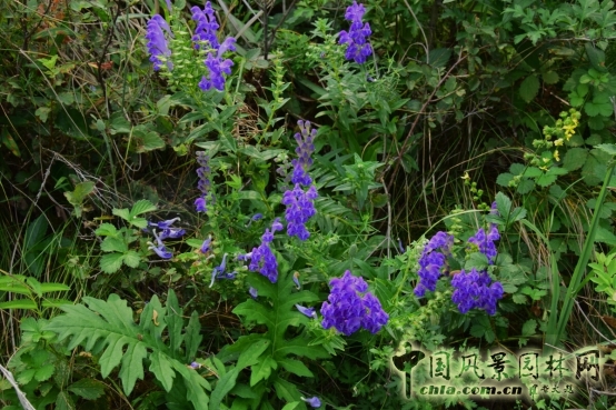 James Hitehmough:發展可持續城市的植物群落