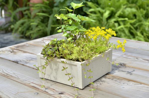 園藝界新晉網(wǎng)紅——家居無(wú)土彩葉小盆栽 華麗亮相銀泰商城