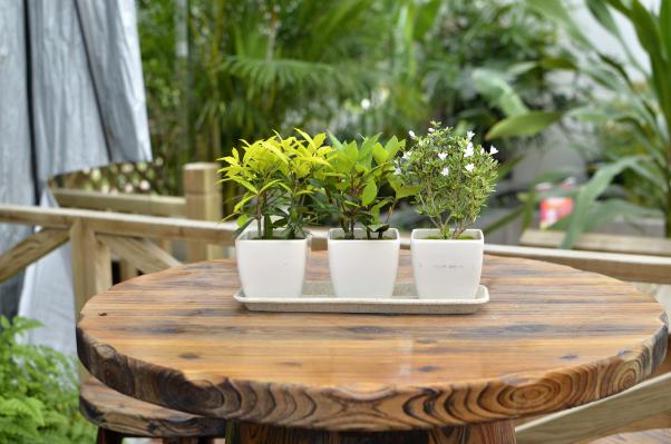 園藝界新晉網(wǎng)紅——家居無(wú)土彩葉小盆栽 華麗亮相銀泰商城