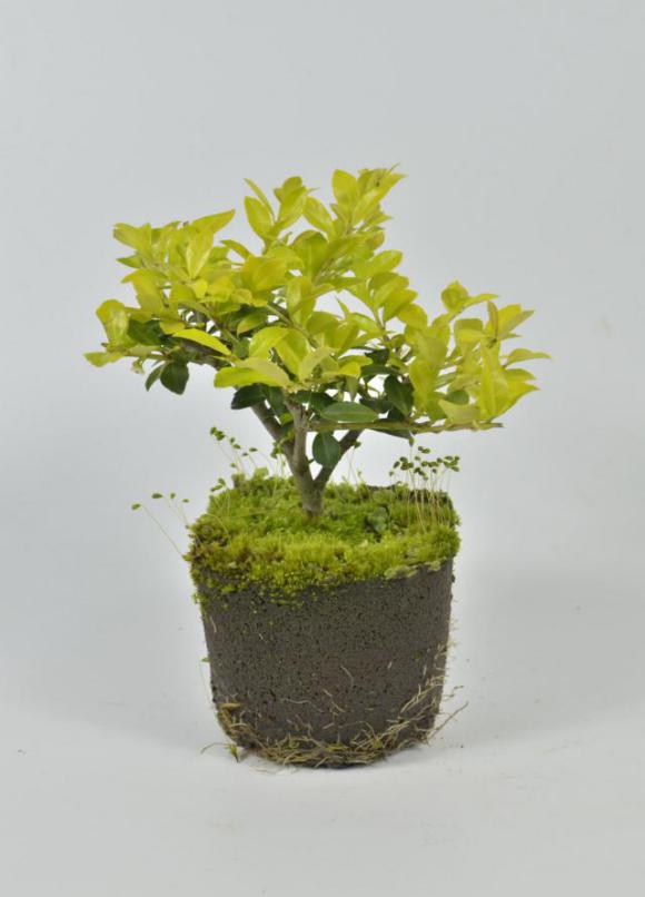 園藝界新晉網(wǎng)紅——家居無(wú)土彩葉小盆栽 華麗亮相銀泰商城