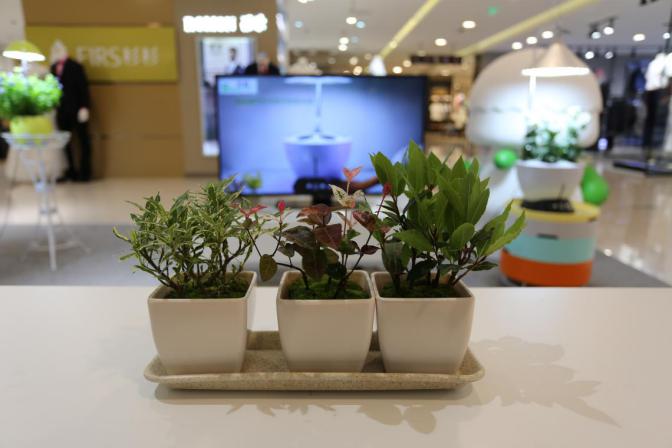 園藝界新晉網(wǎng)紅——家居無土彩葉小盆栽 華麗亮相銀泰商城