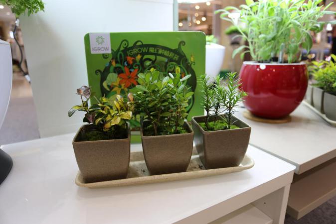 園藝界新晉網(wǎng)紅——家居無土彩葉小盆栽 華麗亮相銀泰商城