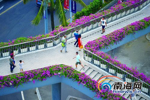 海口“最美天橋”開滿三角梅花