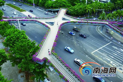 海口“最美天橋”開滿三角梅花