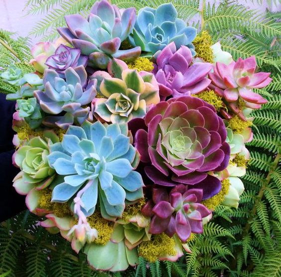 多肉植物八月份養護須知要點