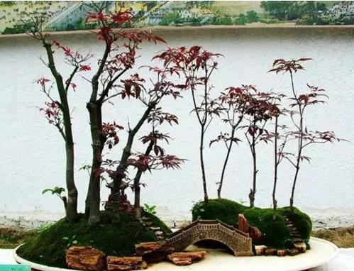 盆景七大類，你都知道嗎？
