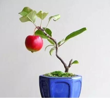 盆景七大類，你都知道嗎？