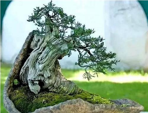 盆景七大類，你都知道嗎？