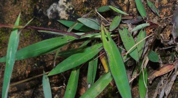 我國采集到珍稀植物箭葉大油芒標本
