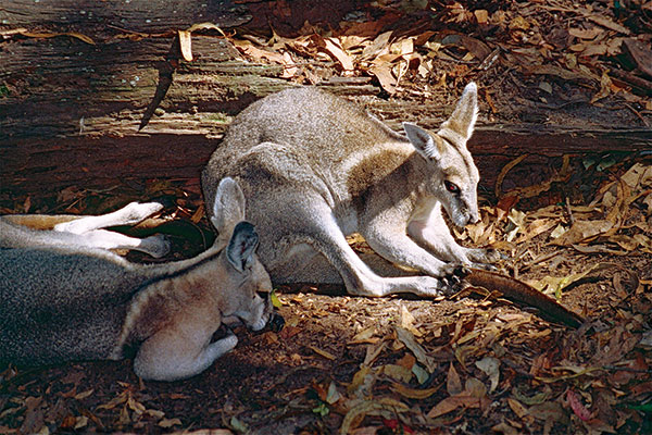 呼吸自由的味道 澳洲珀努盧盧國家公園