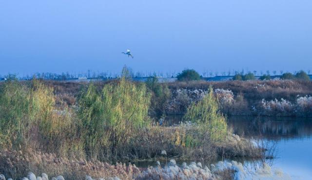 冬日周邊尋美景 渭河濕地蘆葦蕩美翻天