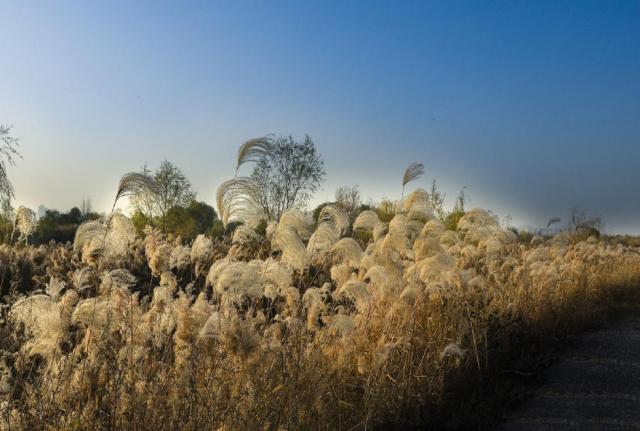 冬日周邊尋美景 渭河濕地蘆葦蕩美翻天