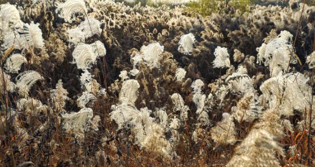 冬日周邊尋美景 渭河濕地蘆葦蕩美翻天