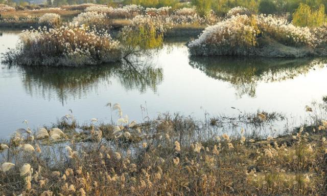 冬日周邊尋美景 渭河濕地蘆葦蕩美翻天