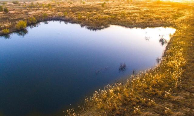 冬日周邊尋美景 渭河濕地蘆葦蕩美翻天