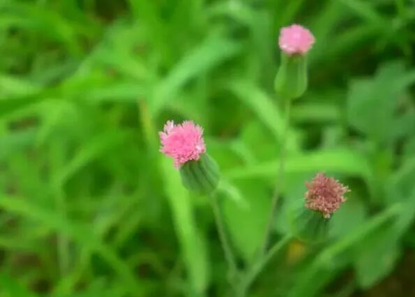12生肖都有對應的幸運植物