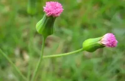 12生肖都有對應的幸運植物