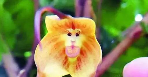 12生肖都有對應的幸運植物