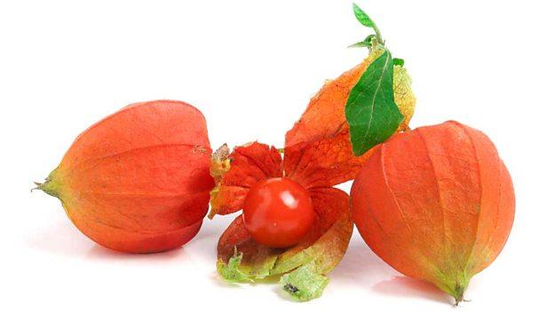 科學家發(fā)現(xiàn)罕見的植物果實化石