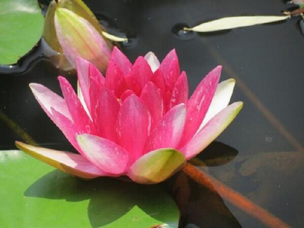 西安科學(xué)家培育睡蓮新品種“天賜”