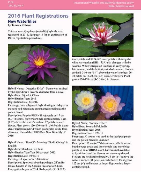 西安科學(xué)家培育睡蓮新品種“天賜”