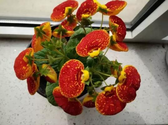 春季家庭適宜種植的花卉