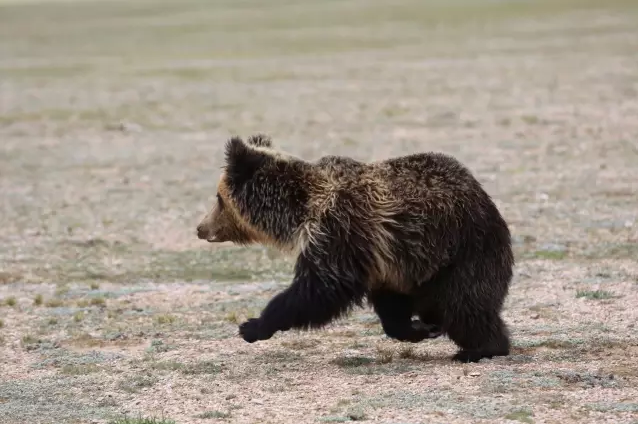 中國國家公園即將出爐,誰可以代表中國?
