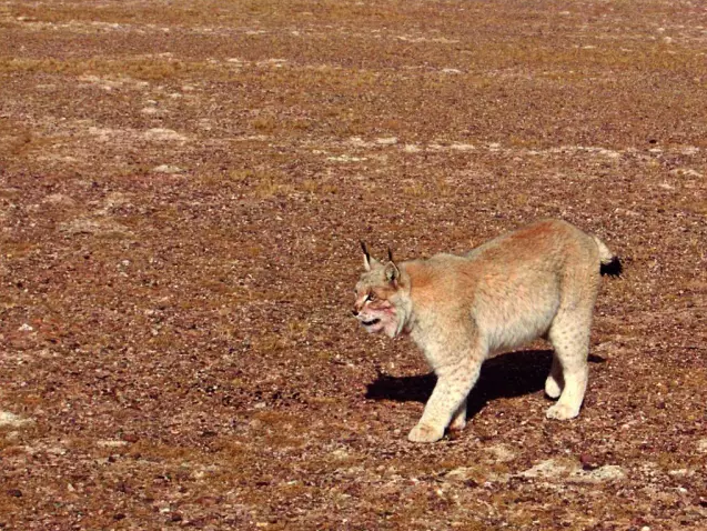 中國國家公園即將出爐,誰可以代表中國?