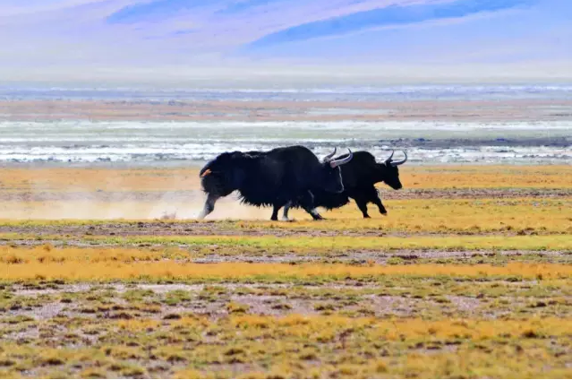 中國國家公園即將出爐,誰可以代表中國?