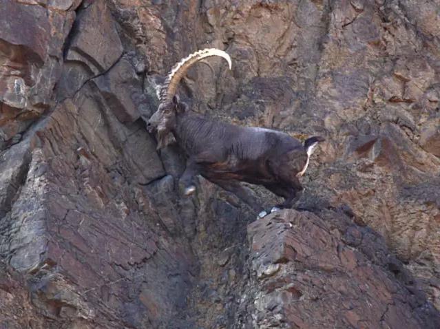 中國國家公園即將出爐,誰可以代表中國?